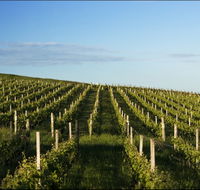 Delamere Vineyard - Maitland Accommodation