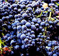 Tolpuddle Vineyard - Maitland Accommodation