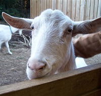Drysdale Cheeses - Maitland Accommodation