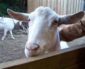 Drysdale Cheeses - Maitland Accommodation 0