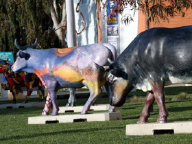 Drysdale Cheeses - Maitland Accommodation 6