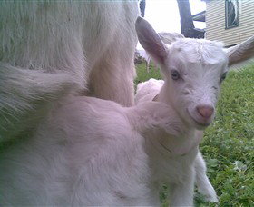 Drysdale Cheeses - Maitland Accommodation 3