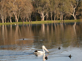Drysdale Cheeses - Maitland Accommodation 7