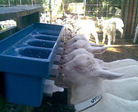 Drysdale Cheeses - Maitland Accommodation 9