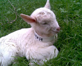 Drysdale Cheeses - Maitland Accommodation 12