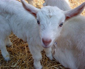 Drysdale Cheeses - Maitland Accommodation 14