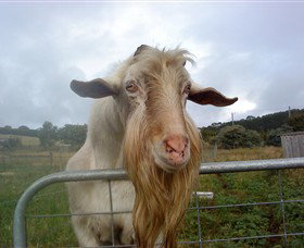 Drysdale Cheeses - Maitland Accommodation 16