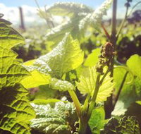Punt Road Winery - Maitland Accommodation