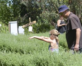 Hedgend Maze And Healesville Laser Sport - Maitland Accommodation 2
