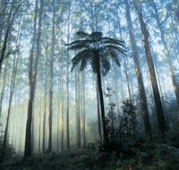 Yarra Ranges National Park - Maitland Accommodation