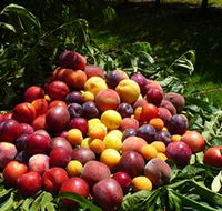 Rayner's Orchard - Maitland Accommodation