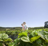 Sunny Ridge Strawberry Farm - Maitland Accommodation