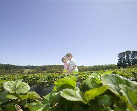 Sunny Ridge Strawberry Farm - Maitland Accommodation 0