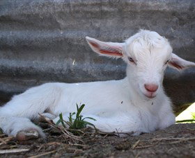 Jannei Artisan Cheese Makers - Maitland Accommodation 1