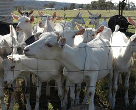 Jannei Artisan Cheese Makers - Maitland Accommodation 5