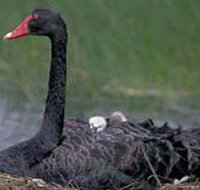 French Island Marine National Park - Maitland Accommodation