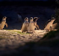 Phillip Island Nature Parks - Maitland Accommodation