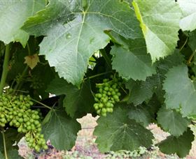 Kerralee Wines - Maitland Accommodation 1