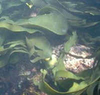 Churchill Island Marine National Park - Maitland Accommodation