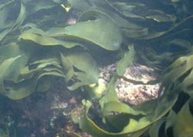 Churchill Island Marine National Park - Maitland Accommodation 0