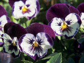 Newtown Park State Rose Garden - Maitland Accommodation 0