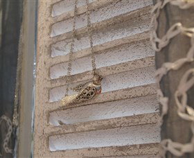 Sacs On Jenkins - Maitland Accommodation 6