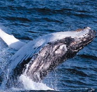Sydney Eco Whale Watching - Maitland Accommodation