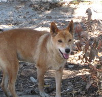 Cohunu Koala Park - Maitland Accommodation