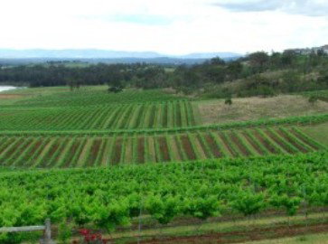 Hunter Vineyard Tours - Maitland Accommodation 2