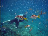 Imagine Cruises - Maitland Accommodation 0