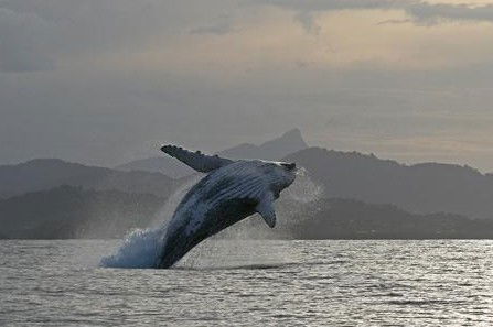 Byron Bay Whale Watching - Maitland Accommodation 1