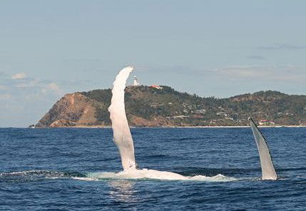 Byron Bay Whale Watching - Maitland Accommodation 3