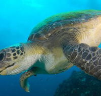 Byron Bay Dive Centre - Maitland Accommodation
