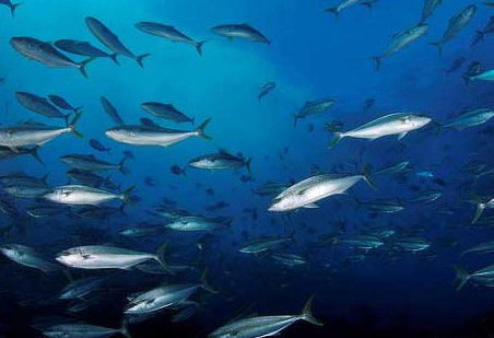 Byron Bay Dive Centre - Maitland Accommodation 2