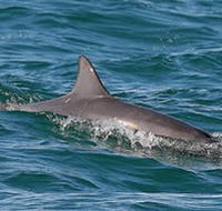 Byron Bay Dolphin Wildlife Tours - Maitland Accommodation