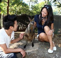 VIP Aussie Gold - Maitland Accommodation