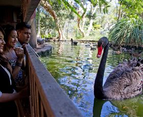 Nura Diya Aboriginal Wildlife Tour At Taronga Zoo - Maitland Accommodation 3