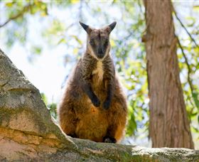 Nura Diya Aboriginal Wildlife Tour At Taronga Zoo - Maitland Accommodation 2