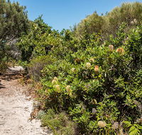 Henry Head walking track - Maitland Accommodation