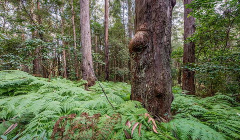 Dalrymple-Hay Nature Reserve - Maitland Accommodation 3