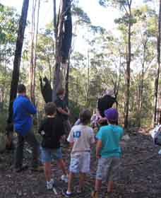 Boronia Tours - Maitland Accommodation 1