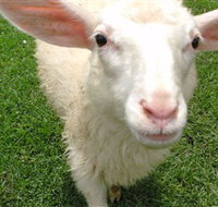 Golden Ridge Animal Farm - Maitland Accommodation