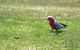 Royal National Park - thumb 3