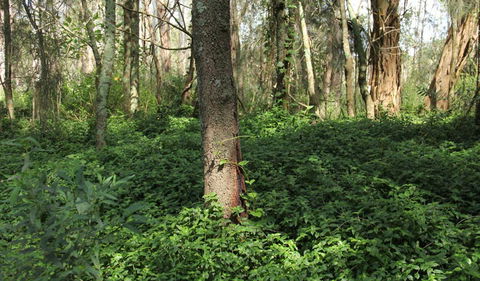 Second Ponds Creek Walk - Maitland Accommodation 1