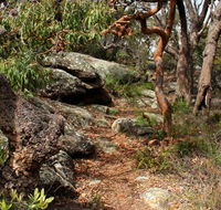 Box Head track - Maitland Accommodation