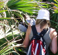 Palm Jungle loop track - Maitland Accommodation