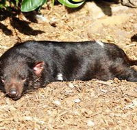 Symbio Wildlife Park - Maitland Accommodation