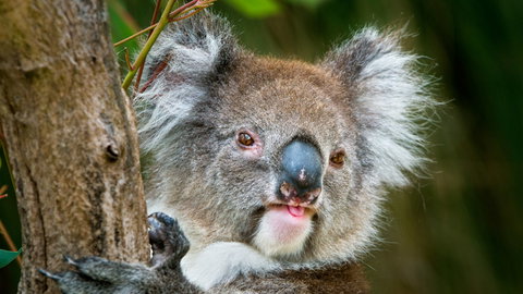 Brisbane Water National Park - Maitland Accommodation 2