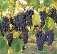 Hills Short Wine and Food Trail - Maitland Accommodation