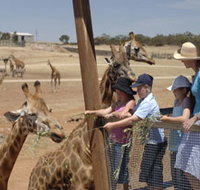 Monarto Open Range Zoo - Maitland Accommodation